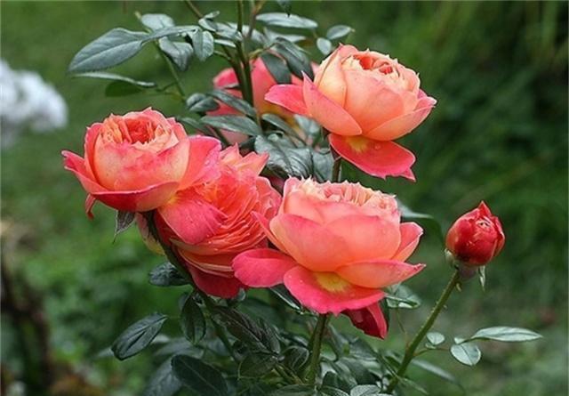 冬季，教你3个月季养护“小技巧”，月季不冻伤长得旺