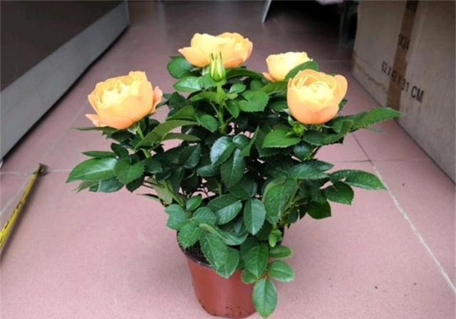 冬季，教你3个月季养护“小技巧”，月季不冻伤长得旺