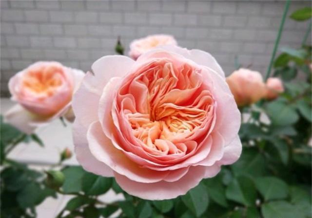 冬季，教你3个月季养护“小技巧”，月季不冻伤长得旺