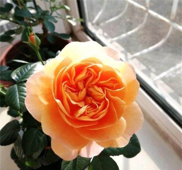 冬季，教你3个月季养护“小技巧”，月季不冻伤长得旺