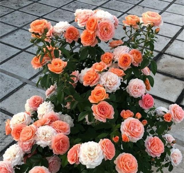 冬季，教你3个月季养护“小技巧”，月季不冻伤长得旺