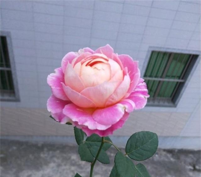 冬季，教你3个月季养护“小技巧”，月季不冻伤长得旺