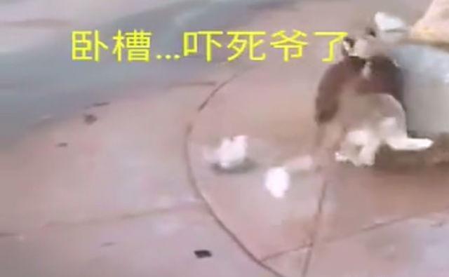 二哈看见喷泉后，一屁股坐在上面，结果被吓了一跳