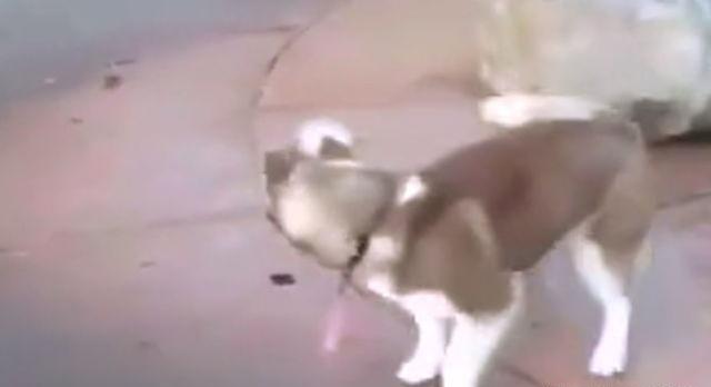 二哈看见喷泉后，一屁股坐在上面，结果被吓了一跳