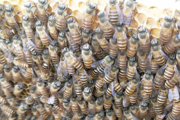 蜜蜂出勤减少,回巢蜜蜂也没有采蜜是何原因?这2个原因都有可能