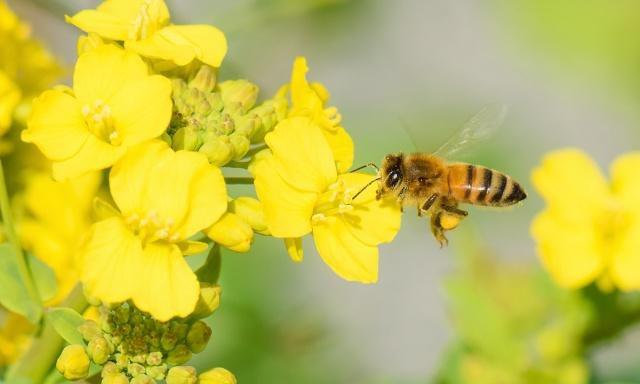 蜜蜂出勤减少,回巢蜜蜂也没有采蜜是何原因?这2个原因都有可能