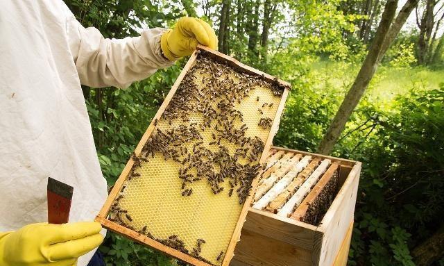 蜜蜂出勤减少,回巢蜜蜂也没有采蜜是何原因?这2个原因都有可能