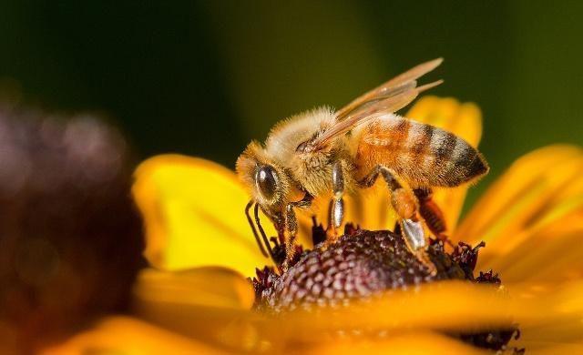 蜜蜂出勤减少,回巢蜜蜂也没有采蜜是何原因?这2个原因都有可能