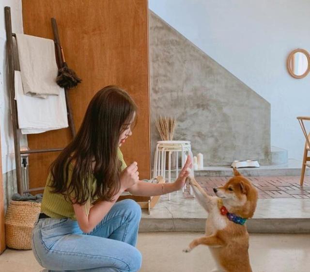 家庭宠物推荐，在家里饲养一只会击掌的秋田犬是什么体验