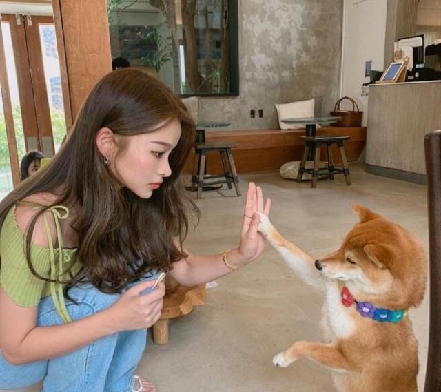 家庭宠物推荐，在家里饲养一只会击掌的秋田犬是什么体验