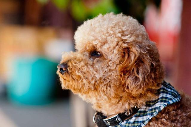 饲养泰迪犬，不想陷入误区的话，就要了解5件事