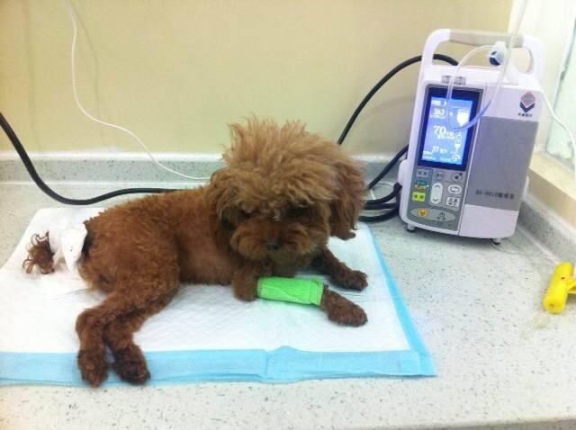 饲养泰迪犬，不想陷入误区的话，就要了解5件事