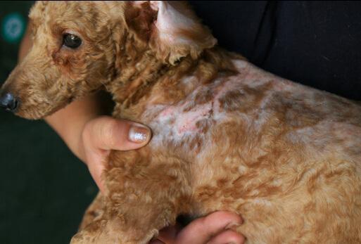 饲养泰迪犬，不想陷入误区的话，就要了解5件事