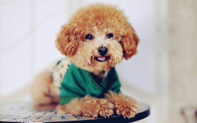 饲养泰迪犬，不想陷入误区的话，就要了解5件事