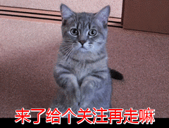 饲养泰迪犬，不想陷入误区的话，就要了解5件事