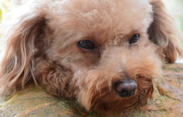 饲养泰迪犬，不想陷入误区的话，就要了解5件事