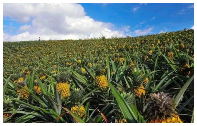 几种水果的生长过程,火龙果、榴莲十分意外,图3像树上挂灯笼!