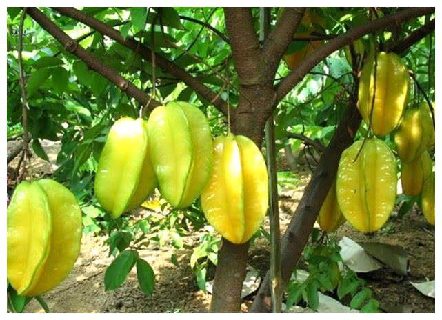 几种水果的生长过程,火龙果、榴莲十分意外,图3像树上挂灯笼!