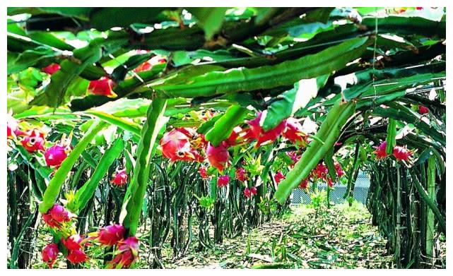 几种水果的生长过程,火龙果、榴莲十分意外,图3像树上挂灯笼!