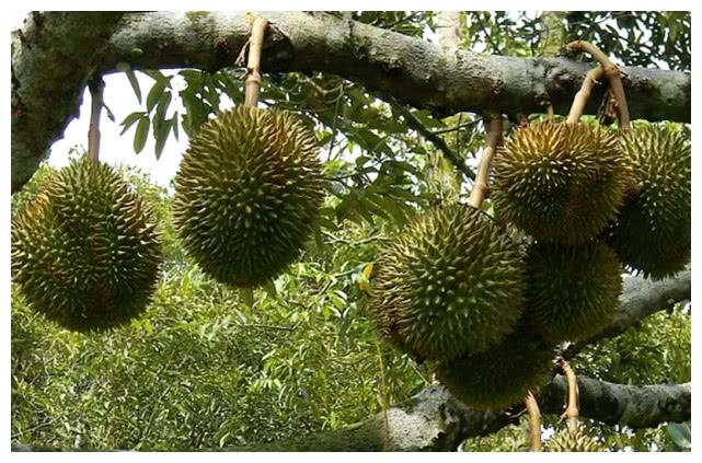 几种水果的生长过程,火龙果、榴莲十分意外,图3像树上挂灯笼!