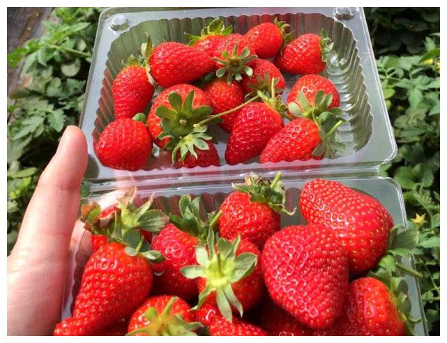 几种水果的生长过程,火龙果、榴莲十分意外,图3像树上挂灯笼!