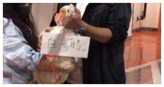 保剑锋喜提大白鹅，王嘉尔收获“大猪蹄子”，而他被送婴儿用品