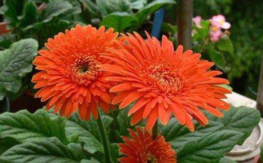喜欢菊花？不如养一盆“非洲菊”，花朵硕大，花期长适合盆栽养殖