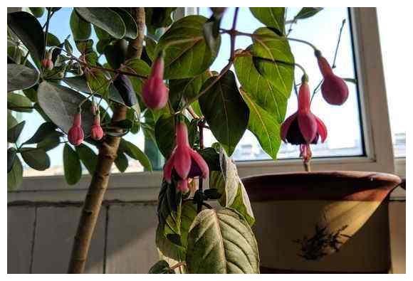 倒挂金钟“掐个枝”,10天生根就开花,倒挂千朵“小灯笼”