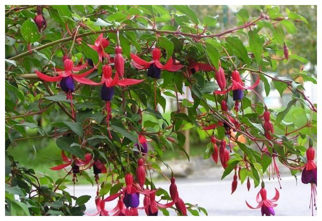 倒挂金钟“掐个枝”,10天生根就开花,倒挂千朵“小灯笼”