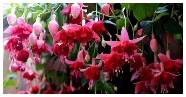 倒挂金钟“掐个枝”,10天生根就开花,倒挂千朵“小灯笼”