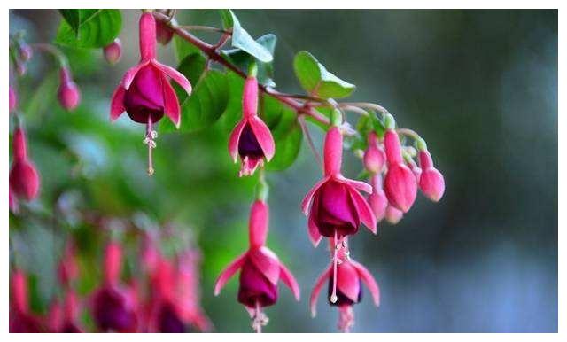 倒挂金钟“掐个枝”,10天生根就开花,倒挂千朵“小灯笼”