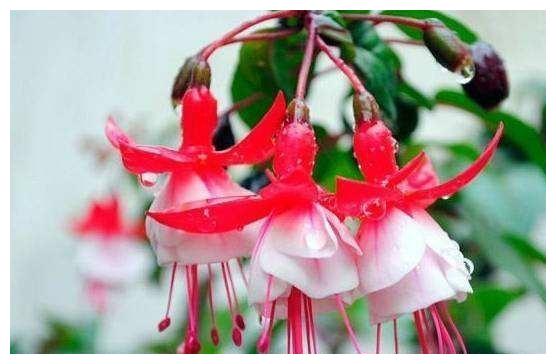 倒挂金钟“掐个枝”,10天生根就开花,倒挂千朵“小灯笼”