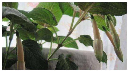 倒挂金钟“掐个枝”,10天生根就开花,倒挂千朵“小灯笼”