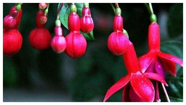 倒挂金钟“掐个枝”,10天生根就开花,倒挂千朵“小灯笼”