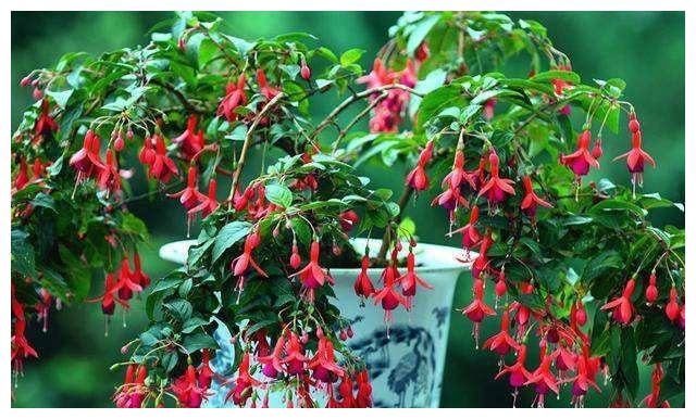 倒挂金钟“掐个枝”,10天生根就开花,倒挂千朵“小灯笼”