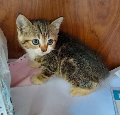 花50元网购一只猫，猫猫到家后惊艳亮相，网友笑得合不拢嘴