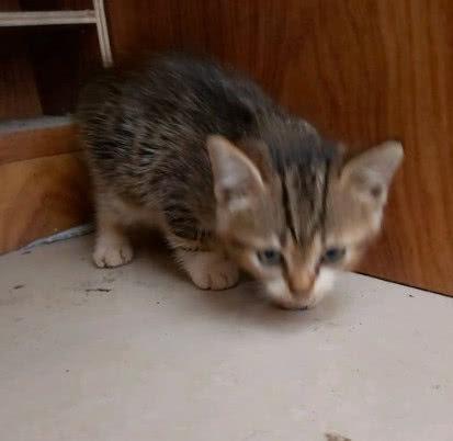 花50元网购一只猫，猫猫到家后惊艳亮相，网友笑得合不拢嘴