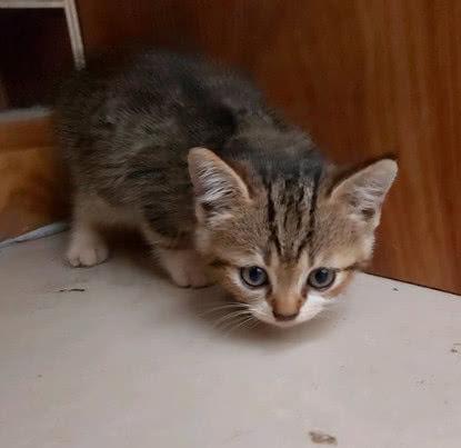 花50元网购一只猫，猫猫到家后惊艳亮相，网友笑得合不拢嘴