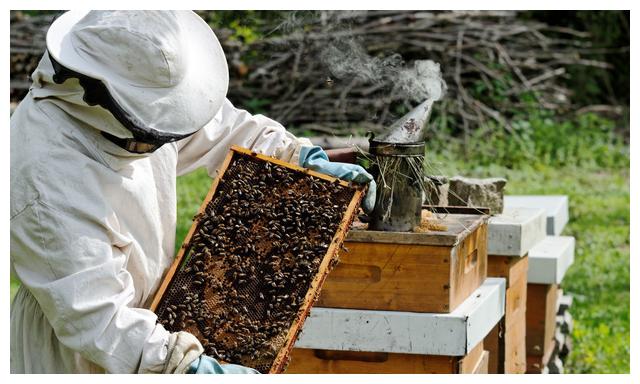 蜜蜂养殖,浓烟会不会危害蜂群?老蜂农:浓烟含有这些有毒气体