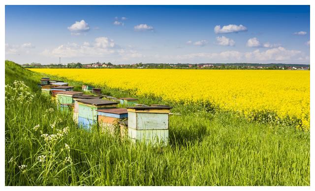 蜜蜂养殖,如何让蜂群长久强盛?做到这4点,蜂群强盛很简单
