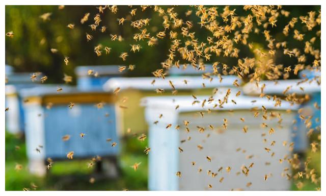 蜜蜂养殖,如何让蜂群长久强盛?做到这4点,蜂群强盛很简单
