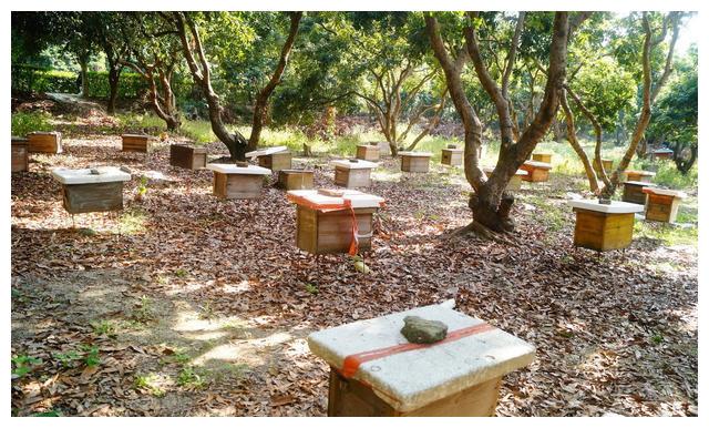 蜜蜂养殖,如何让蜂群长久强盛?做到这4点,蜂群强盛很简单