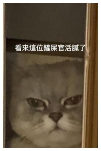 隔纱窗摸完小三喵！转头见爱猫臭脸站门缝：竟敢偷客兄