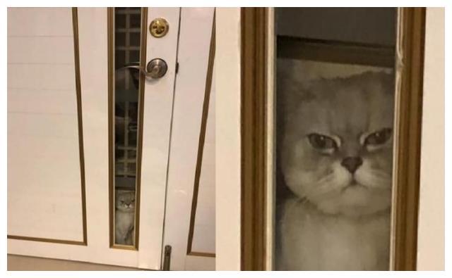 隔纱窗摸完小三喵！转头见爱猫臭脸站门缝：竟敢偷客兄