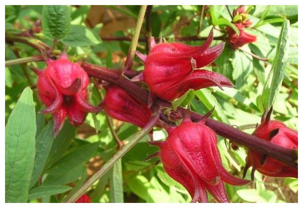 洛神花怎么养护开花多?以下3个方面多注意,花繁叶茂长势好