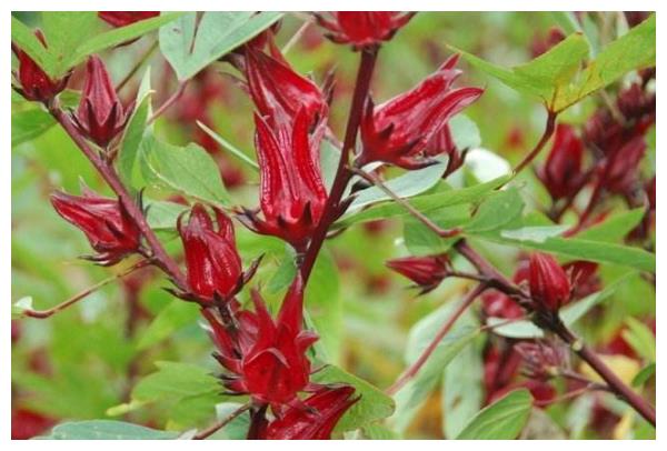 洛神花怎么养护开花多?以下3个方面多注意,花繁叶茂长势好