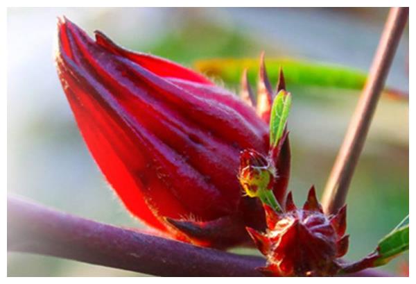 洛神花怎么养护开花多?以下3个方面多注意,花繁叶茂长势好