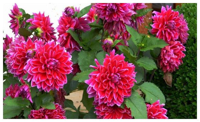 此花比牡丹花色艳丽,比茶花花朵硕大,人们喜欢养护和观赏