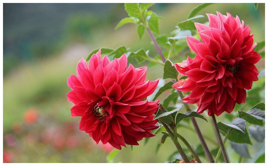 此花比牡丹花色艳丽,比茶花花朵硕大,人们喜欢养护和观赏