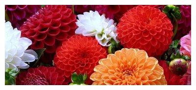 此花比牡丹花色艳丽,比茶花花朵硕大,人们喜欢养护和观赏